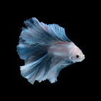 Betta