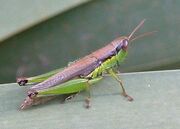 Katydid