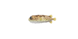 NH-Poisson-Poisson-porc-épic