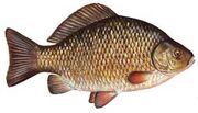 Real-Crucian-Carp