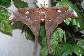 Oak silk moth hercules