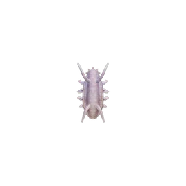 NH-Critterpedia-Sea pig