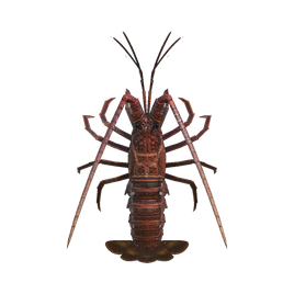 Spiny Lobster NH