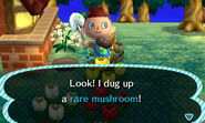 Rare Mushroom