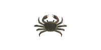 Mitten Crab NH.png