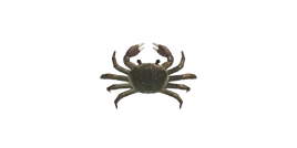 Mitten Crab NH