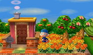 L'extérieur de la maison de Sucrette dans New Leaf