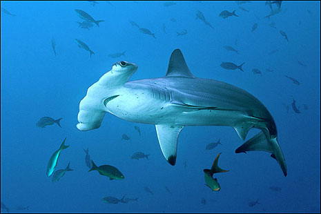 Hammerhead shark | Animal Crossing Wiki | Fandom