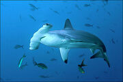 Hammerhead