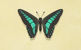 NH-Common bluebottle