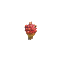 Sea Pineapple Animal Crossing Wiki Fandom Sea Pineapple Animal Crossing Wiki Fandom