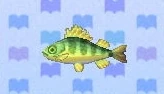 Yellow perch encyclopedia (New Leaf)