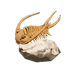 NH-Furniture-trilobite.png