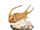 Trilobite
