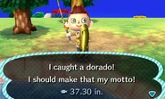 HNI 0097 dorado.jpg (31 KB) Dorado in New Leaf.