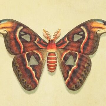 Atlas Moth Animal Crossing Wiki Fandom Atlas Moth Animal Crossing Wiki Fandom