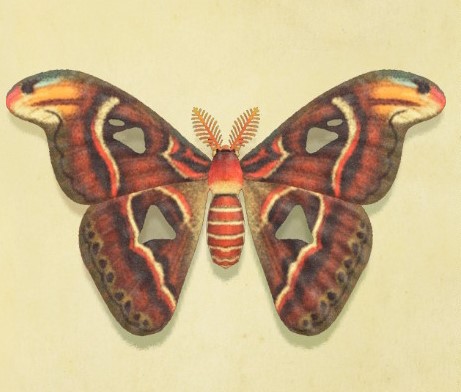 https://static.wikia.nocookie.net/animalcrossing/images/4/43/NH-Atlas_moth.jpg/revision/latest?cb=20200327221327