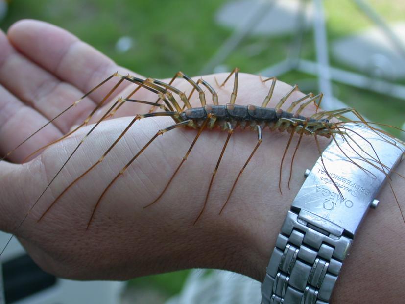 house centipedes