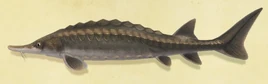 NH-Sturgeon