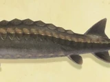 Sturgeon