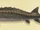 Sturgeon