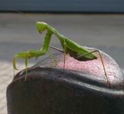 Majorca Mantis.jpg