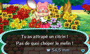 Capture d'un citrin dans New Leaf