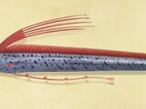 Oarfish