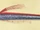 Oarfish