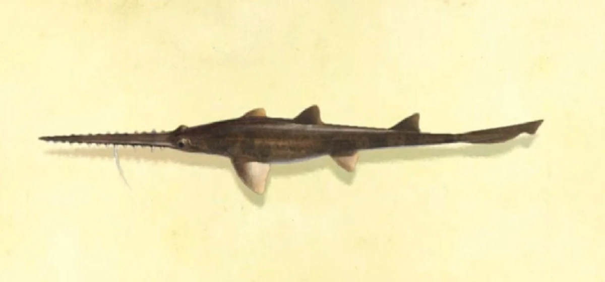 Saw shark Animal Crossing Wiki Fandom