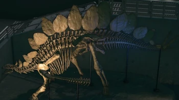 Stegosaur