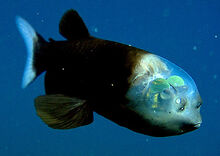 Barreleye-Fish