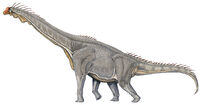 Fossil-Brachiosaurus-FurtherInfo-0