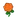 NH-orange rose icon