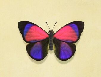 Agrias Butterfly Animal Crossing Wiki Fandom Agrias Butterfly Animal Crossing Wiki Fandom