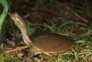 Short-shelledturtle.jpg