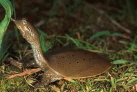 Soft Shelled Turtle Animal Crossing Wiki Fandom