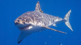 Great White Shark