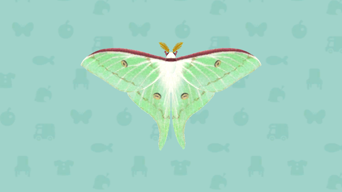 Luna moth