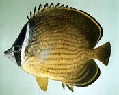 Chaetodon butterflyfish