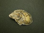An oyster in real life.