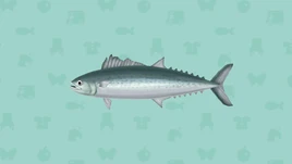 Spring mackerel (Pocket Camp)