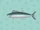 Spring mackerel