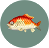 Koi (City Folk).png