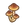 Champignon(s) maigre(s)
