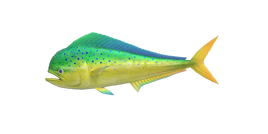 NH-Poisson-Coryphène