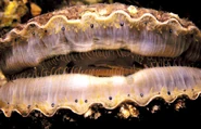 Close-up of the scallop's eyes in real life.