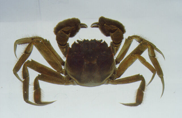 Mitten Crab Animal Crossing Wiki Fandom