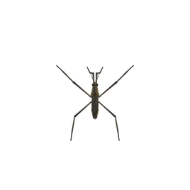 NH-Insecte-Patineur