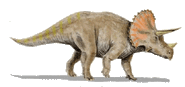Reconstitution d'un tricératops